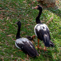Magpie goose