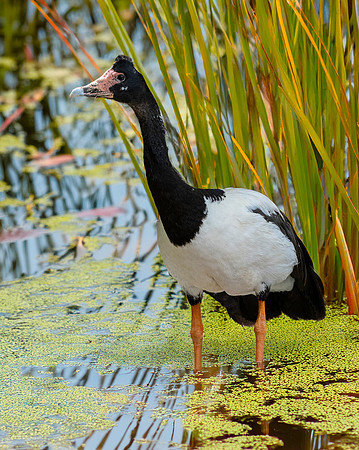 Magpie goose