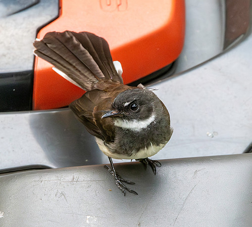 Malaysian pied fantail