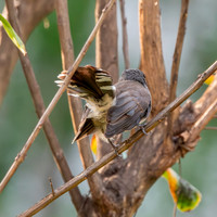 Malaysian pied fantail