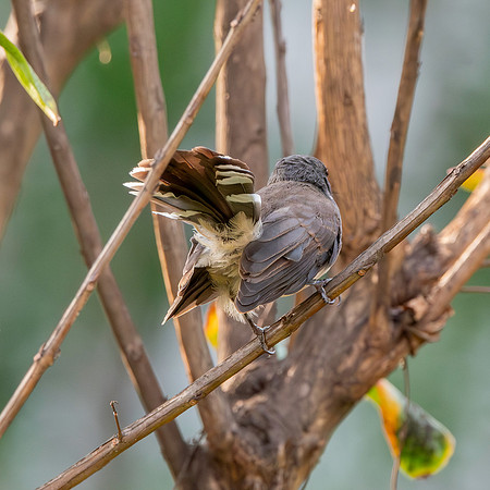 Malaysian pied fantail