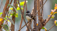 Malaysian pied fantail