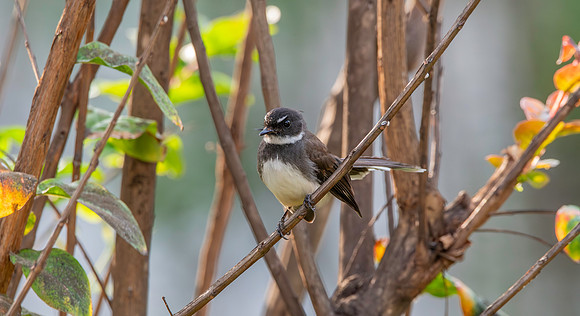 Malaysian pied fantail