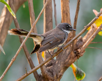 Malaysian pied fantail