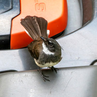 Malaysian pied fantail