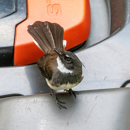 Malaysian pied fantail