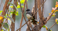 Malaysian pied fantail