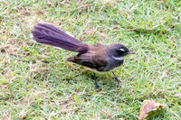 Malaysian pied fantail