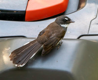 Malaysian pied fantail
