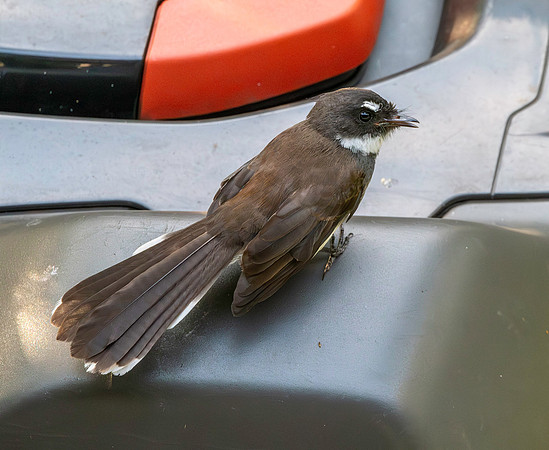 Malaysian pied fantail