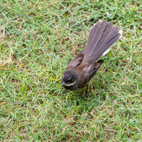 Malaysian pied fantail