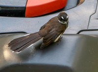 Malaysian pied fantail