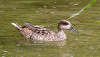 Marbled teal