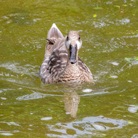 Marbled teal