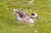 Marbled teal