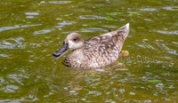 Marbled teal