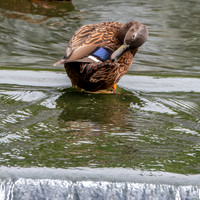 Meller's duck