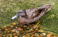 Meller's duck
