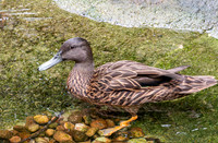 Meller's duck
