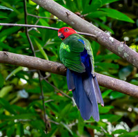 Moluccan king parrot