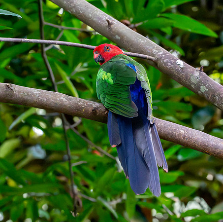 Moluccan king parrot