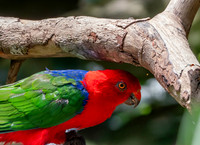 Moluccan king parrot