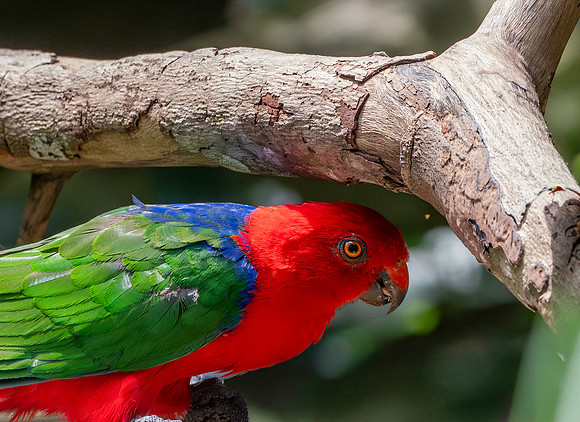 Moluccan king parrot