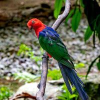 Moluccan king parrot