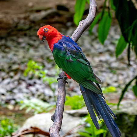 Moluccan king parrot