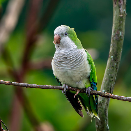 Quaker / Monk parrot