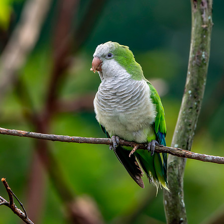 Quaker / Monk parrot