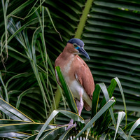 Nankeen night heron