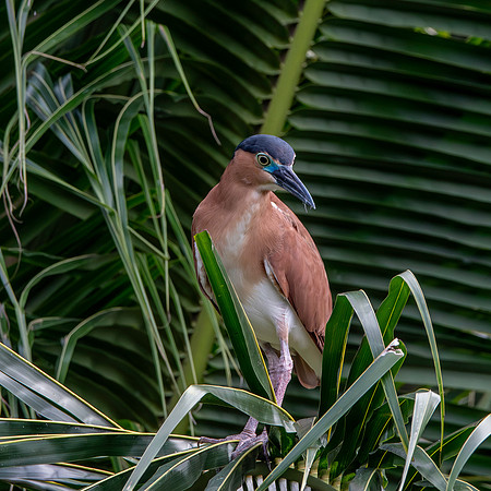 Nankeen night heron