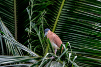 Nankeen night heron