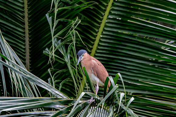 Nankeen night heron