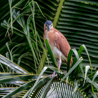 Nankeen night heron