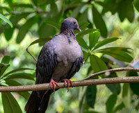 Nilgiri wood pigeon