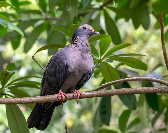 Nilgiri wood pigeon