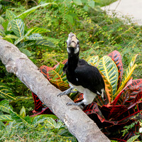 Oriental pied hornbill