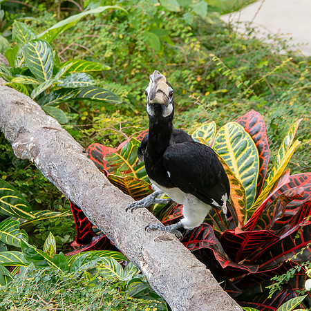 Oriental pied hornbill