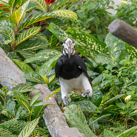 Oriental pied hornbill