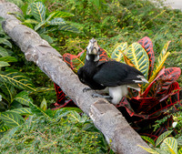Oriental pied hornbill