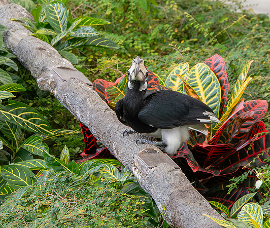 Oriental pied hornbill