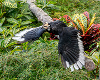 Oriental pied hornbill, flying