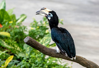 Oriental pied hornbill
