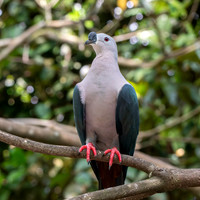 Pacific Imperial pigeon