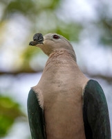 Pacific Imperial pigeon
