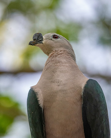 Pacific Imperial pigeon