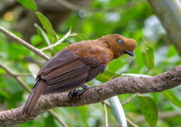 Andean cock-of-the-rock, female