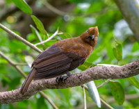 Andean cock-of-the-rock, female